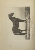 Geschichte und Zucht der Kladruber Race.. Mit zwei heliographischen Bildern von Kladruber Vaterhengsten. MOTLOCH (Rudolf)