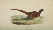 Ornithologie du chasseur.. Histoire naturelle. - Moeurs. - Habitudes. - Chasse des oiseaux de plaine, de bois et de marais. Cinquante planches en ...