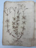 Description & figure de cinq plantes nouvelles. Manuscrit autographe. . Descrizione di piante nuove trovate da Giacomo Zanoni, custode del Publico ...