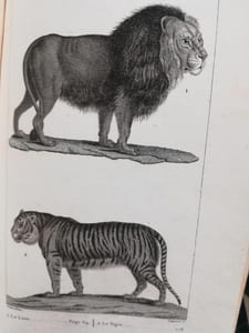 Oeuvres Complètes de Buffon par Mr.le Comte de Lacépède. 20 volumes.