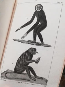 Oeuvres Complètes de Buffon par Mr.le Comte de Lacépède. 20 volumes.