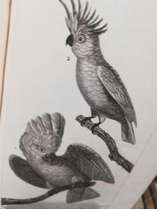 Oeuvres  Complètes de Buffon par Mr.le Comte de Lacépède.  20 volumes.