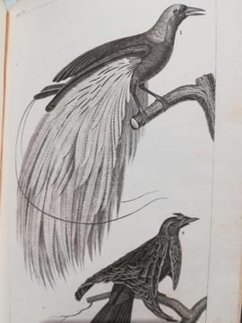 Oeuvres  Complètes de Buffon par Mr.le Comte de Lacépède.  20 volumes.. BUFFON    ( Comte Louis  Le  Clerc.)    -   Comte de   LACEPEDE.