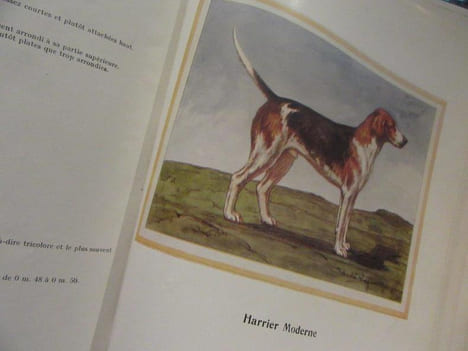Tous Les Chiens. 2 vols.. HEUILLET Hubert