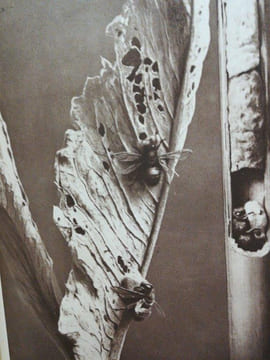 Souvenirs Entomologiques. Etudes sur l'Instinct et les Moeurs des Insectes. Edition définitive illustrée.. FABRE J.-H .