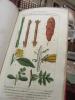Prospectus. Leçons de Flore.  Cours complet de Botanique suivi d'Une Iconographie Végétale.. POIRET       J.L.M.