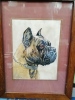 Gouache originale  encadrée représentant  un Boxer (20.5/16 cm). ROTIG     Georges-Frédéric   .  Peintre.