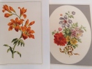 Collection des Douze Bouquets  peints de 1783 à 1795. EDWARDS       John