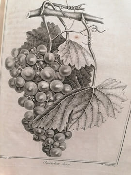 TRAITE DES ARBRES FRUITIERS. M.Duhamel Du Monceau