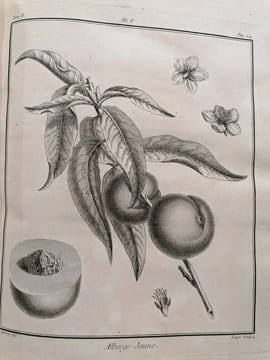 TRAITE DES ARBRES FRUITIERS. M.Duhamel Du Monceau
