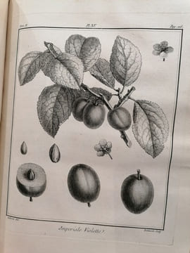 TRAITE DES ARBRES FRUITIERS. M.Duhamel Du Monceau