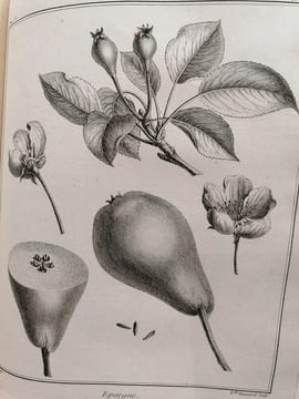 TRAITE DES ARBRES FRUITIERS. M.Duhamel Du Monceau