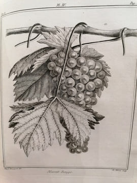 TRAITE DES ARBRES FRUITIERS. M.Duhamel Du Monceau