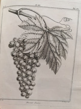 TRAITE DES ARBRES FRUITIERS. M.Duhamel Du Monceau