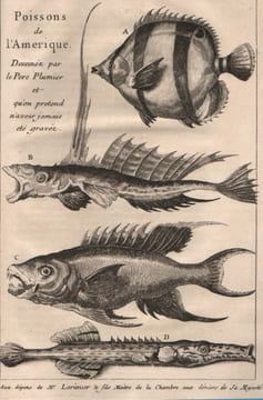 L'Histoire naturelle éclaircie dans une de ses parties principales, l'oryctologie, qui traite des terres, des pierres, des métaux, des minéraux et ...
