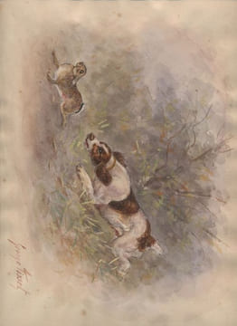 "Epagneul breton et Spinger chassant".. TISSET (George).