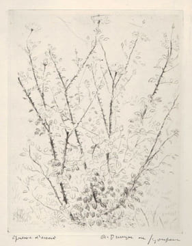 "L'églantier".. DUNOYER DE SEGONZAC (André).
