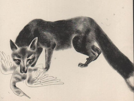 Animaux à fourrure. . FOURRURES JUNGMANN ET CIE. BRET KOCH (Ray).