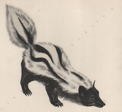 Animaux à fourrure. . FOURRURES JUNGMANN ET CIE. BRET KOCH (Ray).
