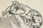 "Deux tigres au repos"..  JOUVE (Paul). 