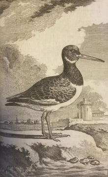 Oeuvres complètes de Monsieur le Comte de Buffon, Intendant du Jardin du Roi, de l'Académie Françoise, de celle des Sciences, etc.. BUFFON (Comte de, ...