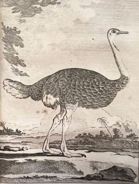 Oeuvres complètes de Monsieur le Comte de Buffon, Intendant du Jardin du Roi, de l'Académie Françoise, de celle des Sciences, etc.. BUFFON (Comte de, ...
