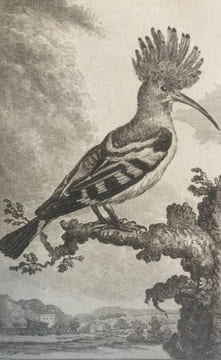 Oeuvres complètes de Monsieur le Comte de Buffon, Intendant du Jardin du Roi, de l'Académie Françoise, de celle des Sciences, etc.. BUFFON (Comte de, ...