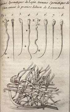 Oeuvres complètes de Monsieur le Comte de Buffon, Intendant du Jardin du Roi, de l'Académie Françoise, de celle des Sciences, etc.. BUFFON (Comte de, ...