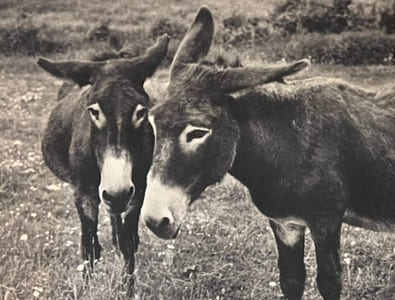 Nos amies les bêtes.