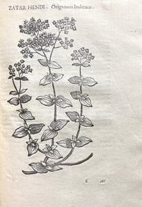 De Plantis Aegypti liber. Cum Observationibus et notis Joannis Veslingii equitis in Patavino Gymnasio Anatomiae et Pharmacie Professoris Primarii. Accessit Alpini de Balsamo liber. Editio altera emendatior.