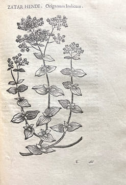 De Plantis Aegypti liber. Cum Observationibus et notis Joannis Veslingii equitis in Patavino Gymnasio Anatomiae et Pharmacie Professoris Primarii. ...