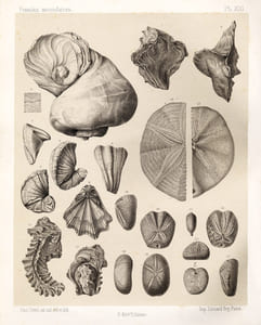 Fossiles caractéristiques des terrains sédimentaires dessinés sous la direction de M.A. de Lapparent d'après la collection de l'Institut Catholique de Paris par Paul Fritel. Fossiles primaires ; Fossiles secondaires ; Fossiles tertiaires.