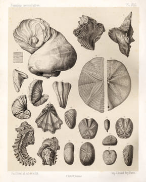 Fossiles caractéristiques des terrains sédimentaires dessinés sous la direction de M.A. de Lapparent d'après la collection de l'Institut Catholique de ...