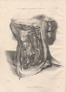 Traité d'anatomie topographique, ou anatomie des régions du corps humain, considéré spécialement dans ses rapport avec la chirurgie et la médecine opératoire. Planches, desinées et lithographiées sous les yeux de l'auteur par N-H. Jacob, maitre de dessin à l'Ecole royale vétérinaire d'Alfort, et Chazal, professeur de dessin au Muséum d'histoire Naturelle. Seconde édition, considérablement augmentée.