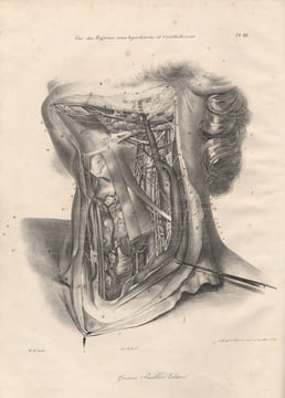 Traité d'anatomie topographique, ou anatomie des régions du corps humain, considéré spécialement dans ses rapport avec la chirurgie et la médecine ...