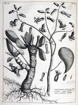 Rariorum Africanarum plantarum, ad vivum delineatarum, Iconibus ac descriptionibus illustratarum. Decades X. . Burmann (Jean) :