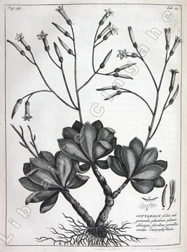 Rariorum Africanarum plantarum, ad vivum delineatarum, Iconibus ac descriptionibus illustratarum. Decades X. . Burmann (Jean) :