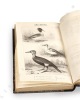 Ornithologie du Dauphiné ou description des oiseaux observés dans les départements de l’Isère, de la Drôme, des Hautes-Alpes et des contrées voisines, ...