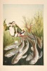 Voyage au fond de la mer, orné de vignettes sur bois et de seize gravures coloriées (lithographies).. La Blanchère (Henri Moullin Du Coudray de ; 1821 ...
