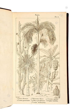 Elemens de physiologie végétale et de botanique. . Mirbel (Charles-François Brisseau de ; 1776-1854) :