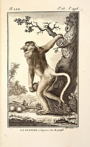 Recueil de planches d’histoire naturelle, dont la description se trouve dans les dictionnaires ou autres ouvrages qui ont rapport à cette science ; précédé d’une classification méthodique, et suivi d’une Table alphabétique ; Exemplaire unique. Singes par Latreille (manuscrit).