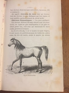 Le cheval et son élevage en Suisse. Spécialement destiné aux éleveurs de la Suisse Romande, aux agriculteurs, à tous les propriétaires & amateurs de chevaux.