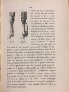 Le cheval et son élevage en Suisse. Spécialement destiné aux éleveurs de la Suisse Romande, aux agriculteurs, à tous les propriétaires & amateurs de chevaux.