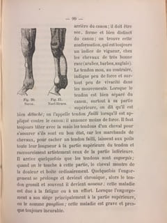 Le cheval et son élevage en Suisse. Spécialement destiné aux éleveurs de la Suisse Romande, aux agriculteurs, à tous les propriétaires & amateurs de ...