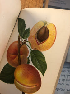 Pomologie romande illustrée éditée par la Commission pomologique