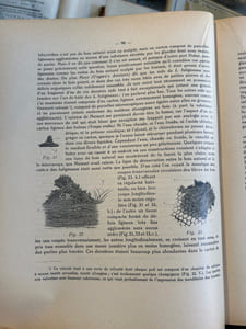 LES FOURMIS DE LA SUISSE - NOTICES ANATOMIQUES ET PHYSIOLOGIQUES, ARCHITECTURE, DISTRIBUTION GÉOGRAPHIQUE NOUVELLES EXPÉRIENCES ET OBSERVATIONS DE MOEURS