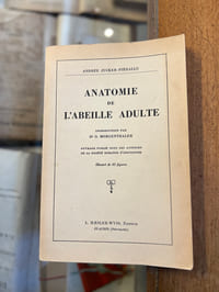 Anatomie de l'abeille adulte