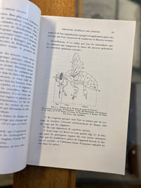 Anatomie de l'abeille adulte