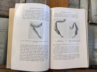 Anatomie de l'abeille adulte