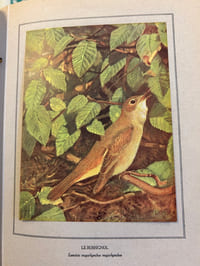 NOS OISEAUX